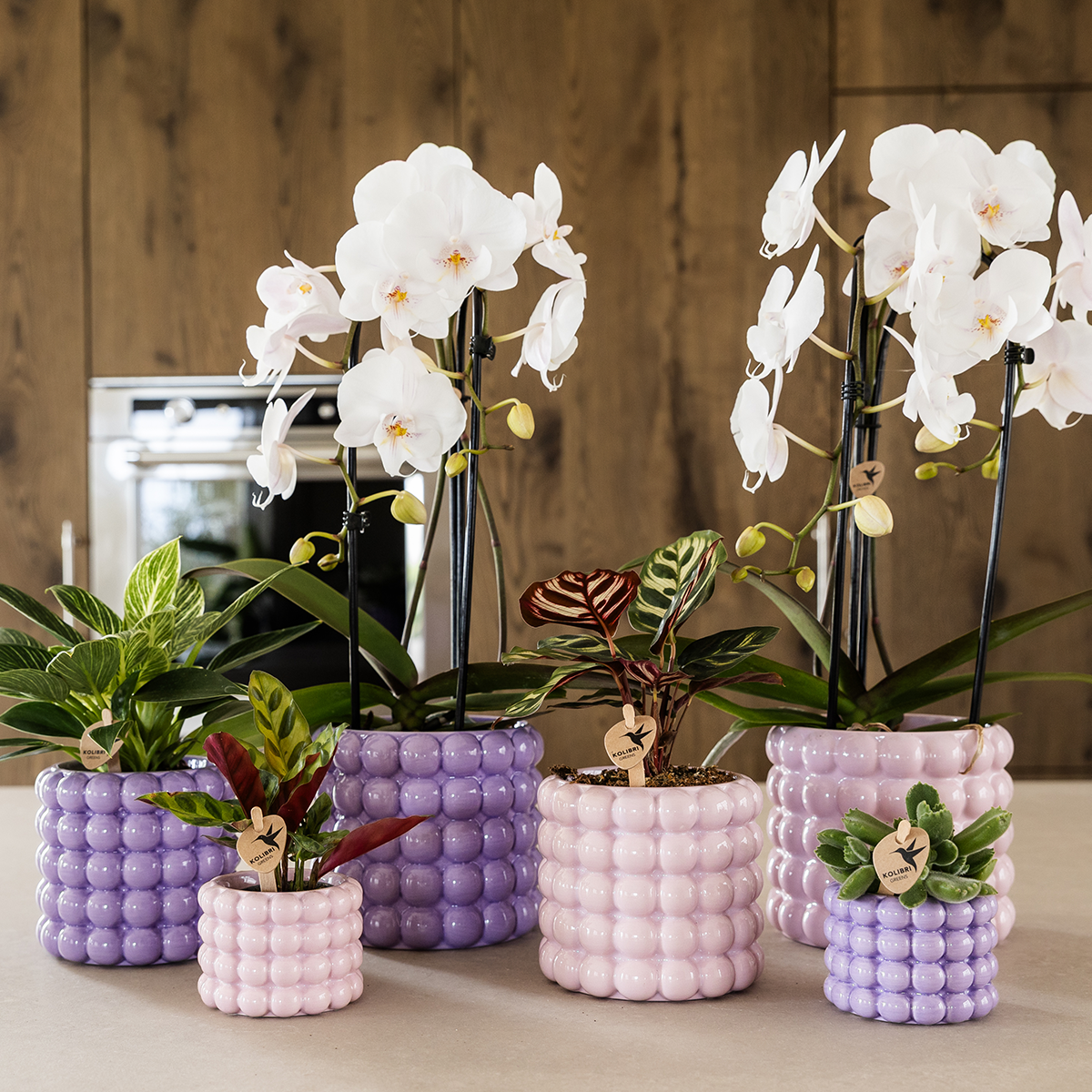 🌸 Plantenset ‘Poppy Paars’ | Orchidee & Groene Plant met Potten