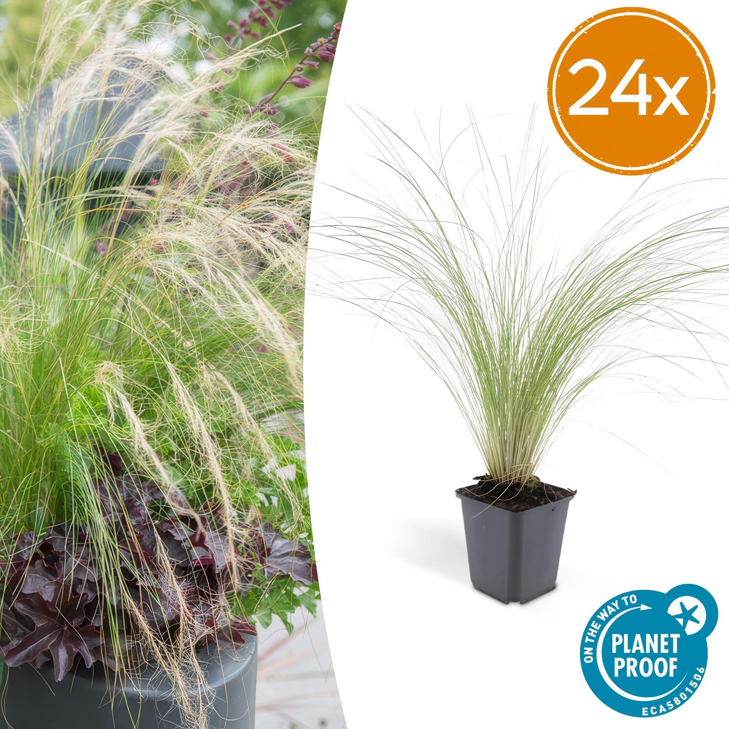 🌾 Stipa tenuissima ‘Ponytails’ | Siergras (24 Stuks)