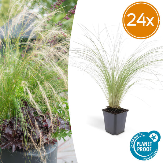🌾 Stipa tenuissima ‘Ponytails’ | Siergras (24 Stuks)