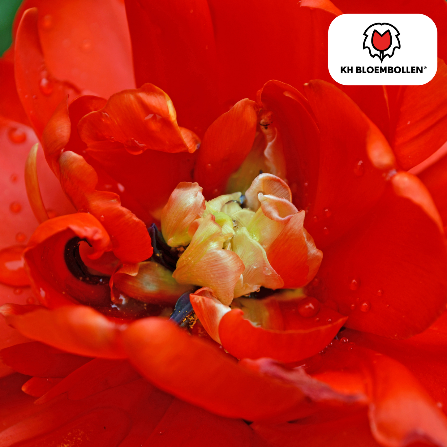 🌷 Tulpenbollen ‘Bombastic Red’ – Rode Dubbelbloemige Pioentulp (20 Stuks)