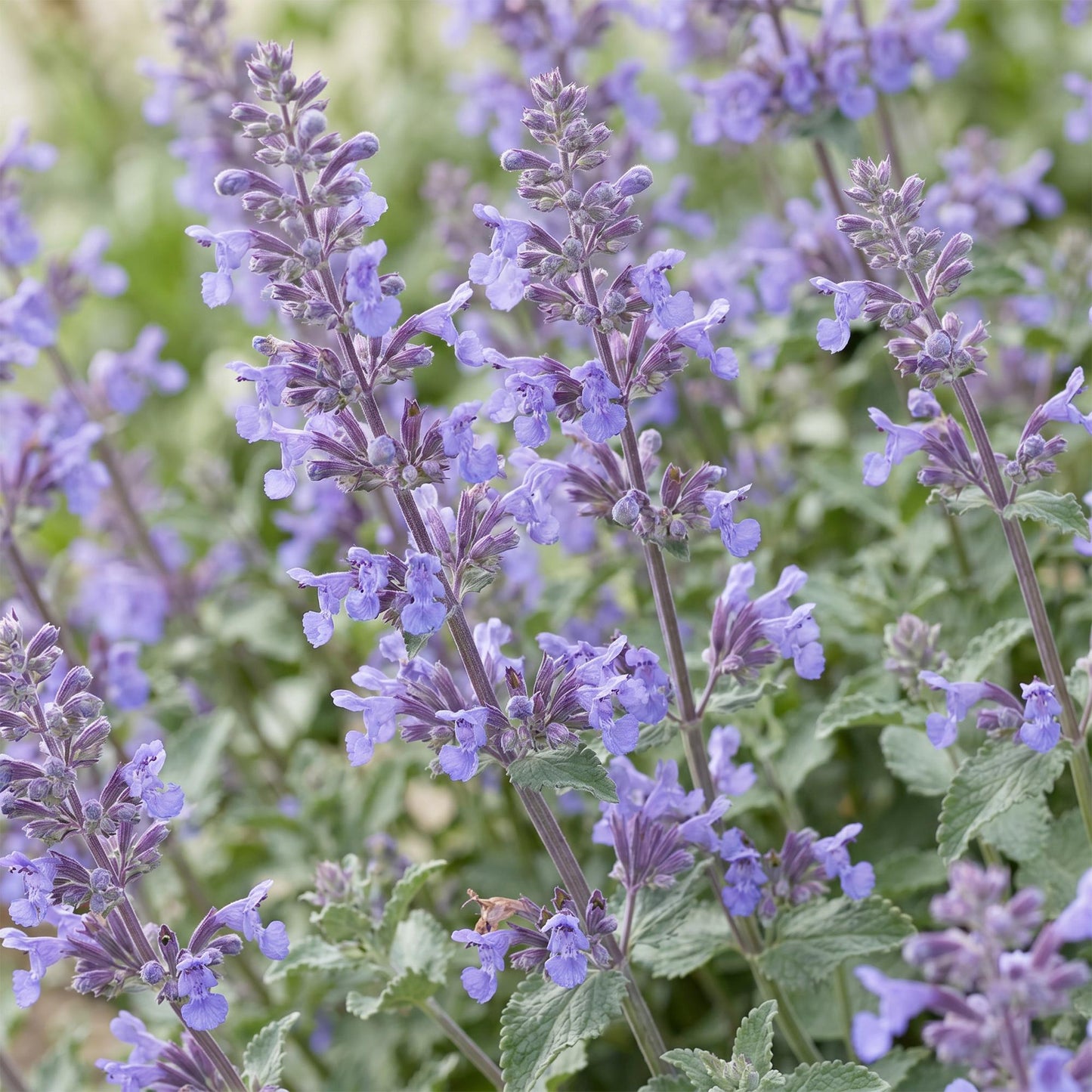 🌿 Nepeta × faassenii 'Walker's Low' – Kattenkruid | 3 stuks