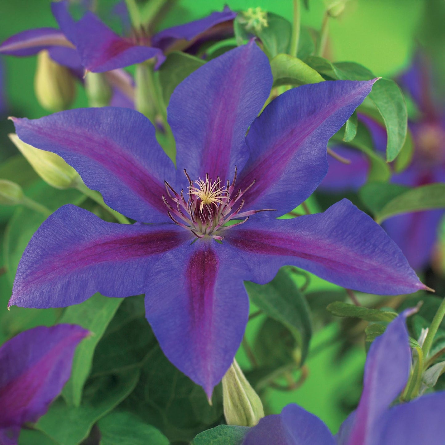 🌸 Clematis ‘Mrs. N. Thompson’ – Klimplant (2 Stuks)