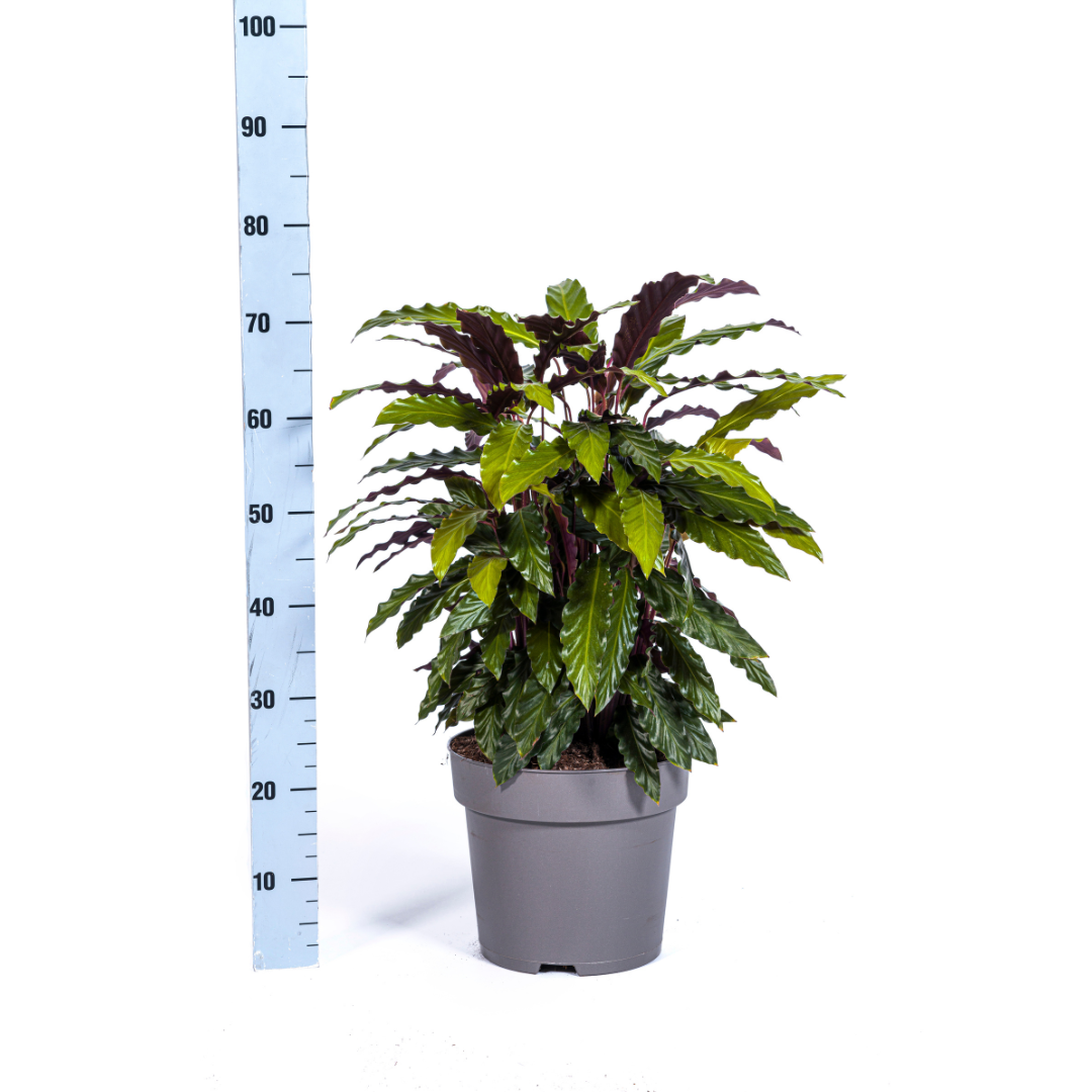 🌿 Calathea Rufibarba