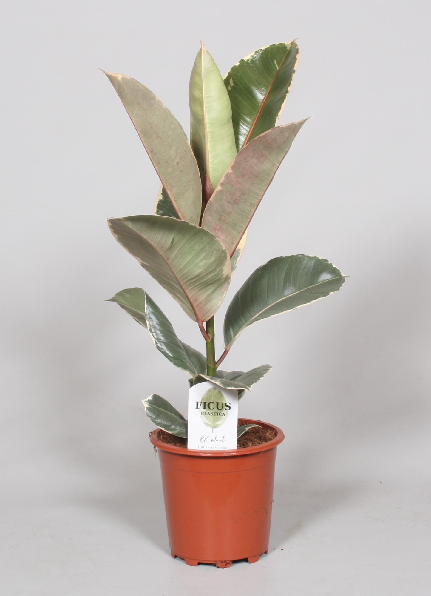 🌿 Ficus Elastica Tineke | Bonte Rubberplant