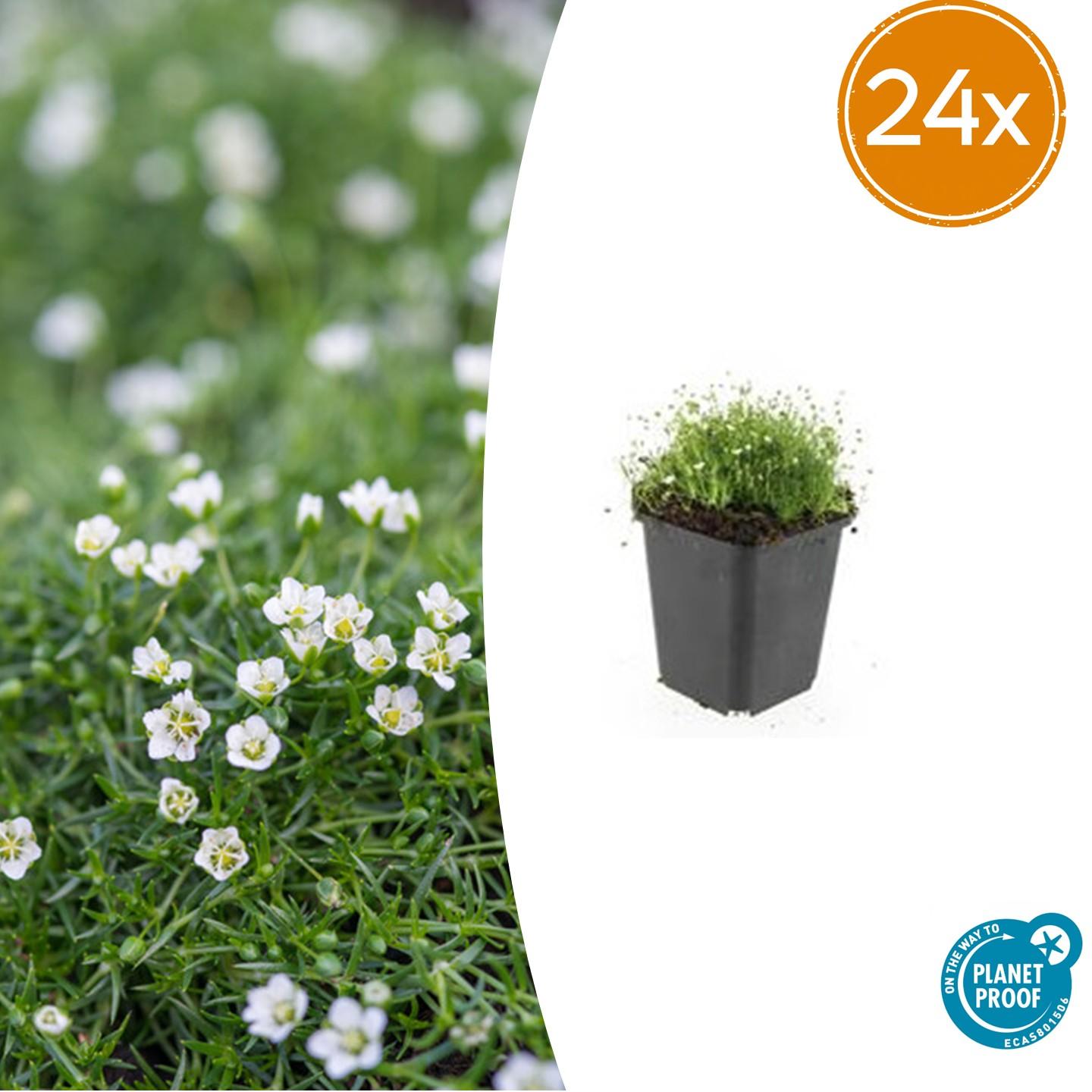 24x Sagina subulata – Iers mos – Bodembedekker – Pot Ø9cm – Hoogte 10-25cm