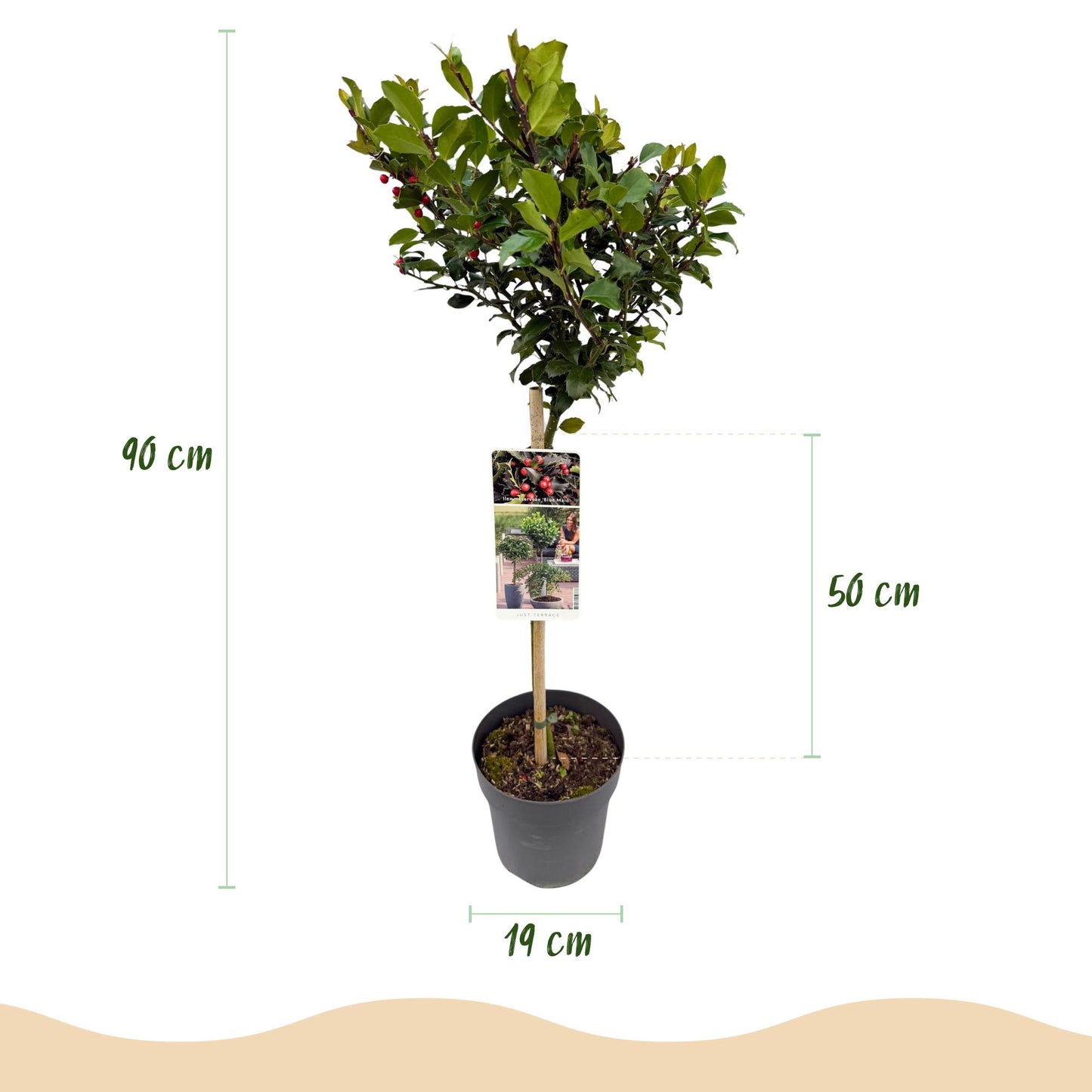 🌳 Ilex meserveae 'Blue Maid' op Stam