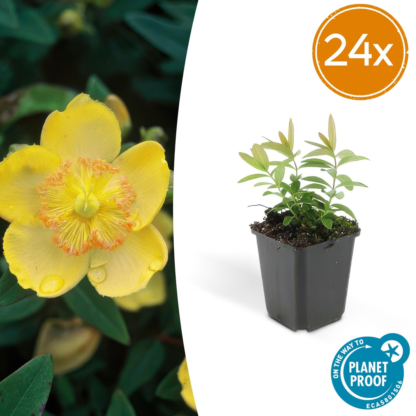 🌿 Hypericum calycinum – Winterharde Geelbloeiende Bodembedekker (24 stuks)