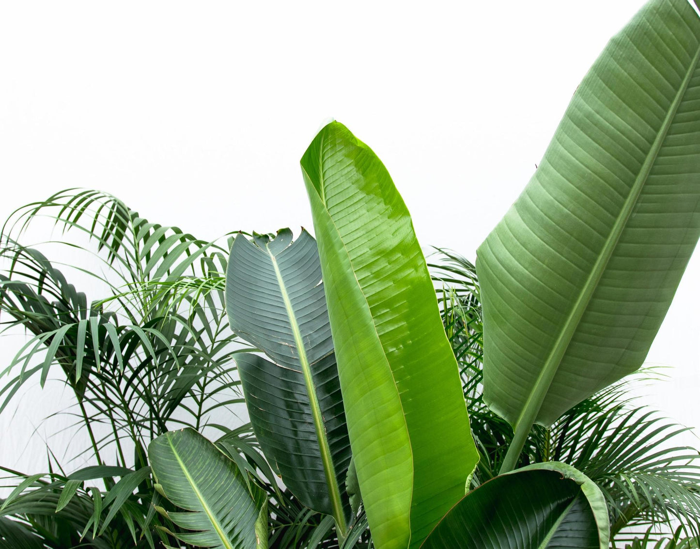🌿 Voordeelpakket XXL – Kentia Palm, Strelitzia Nicolai & Areca Palm (3 Planten)