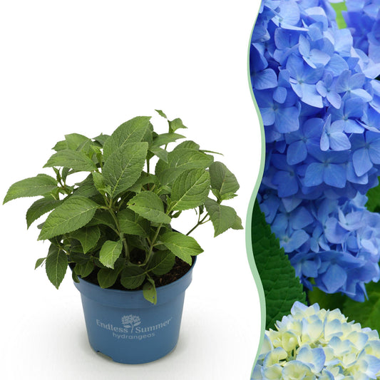🌸 Hydrangea The Original Blue | Winterharde Hortensia