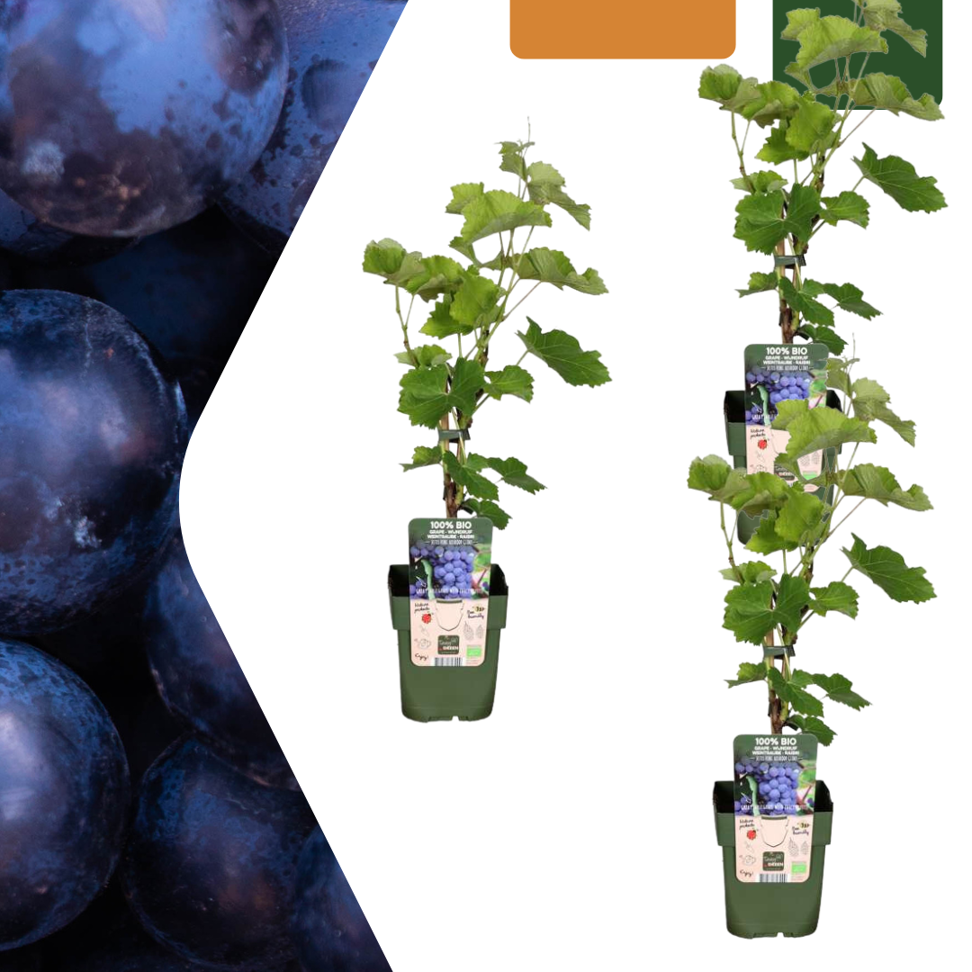 🍇 BIO Druiven (3 Stuks)