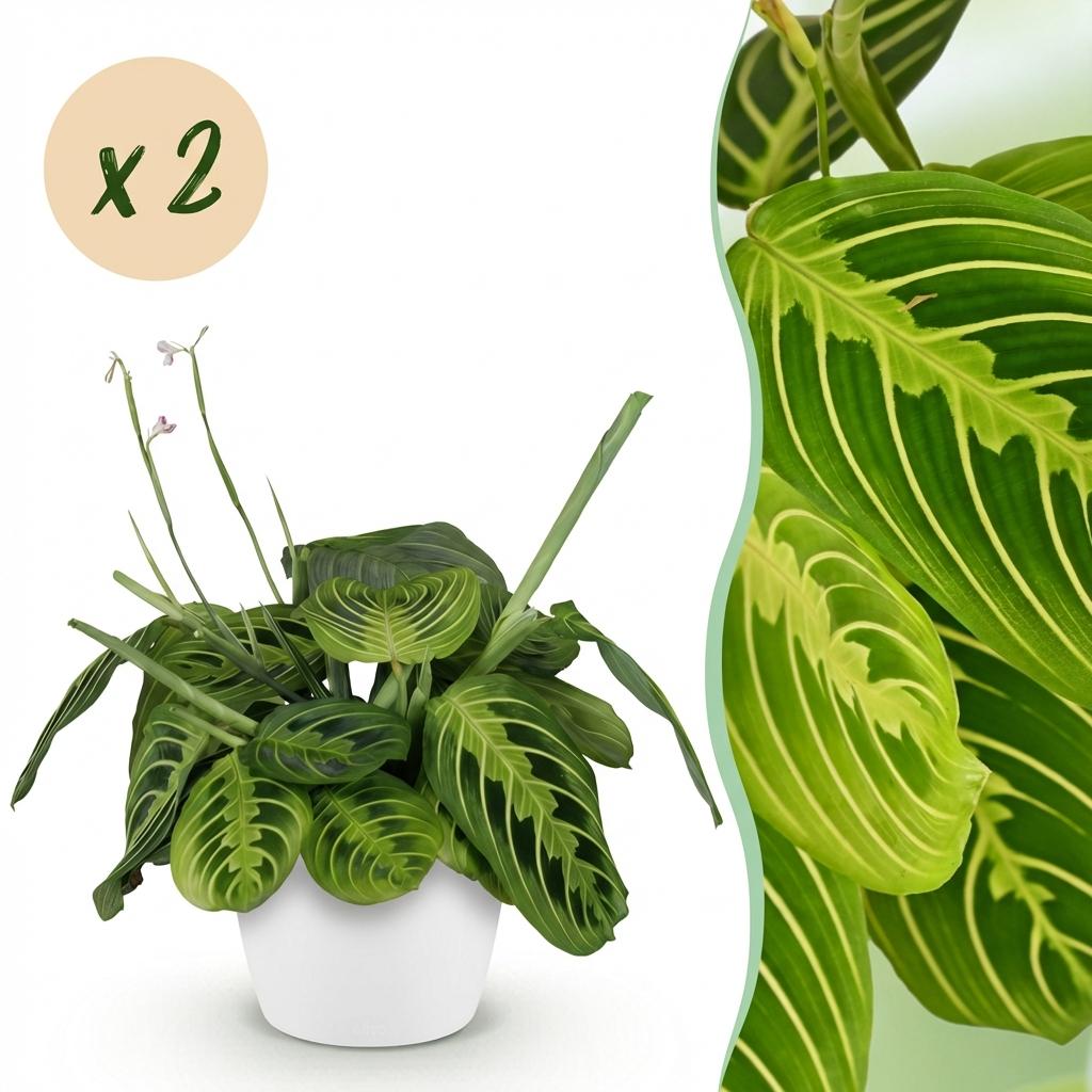🌿 Maranta Lemon Lime | Diervriendelijke Gebedsplant met Witte Pot (2 stuks)
