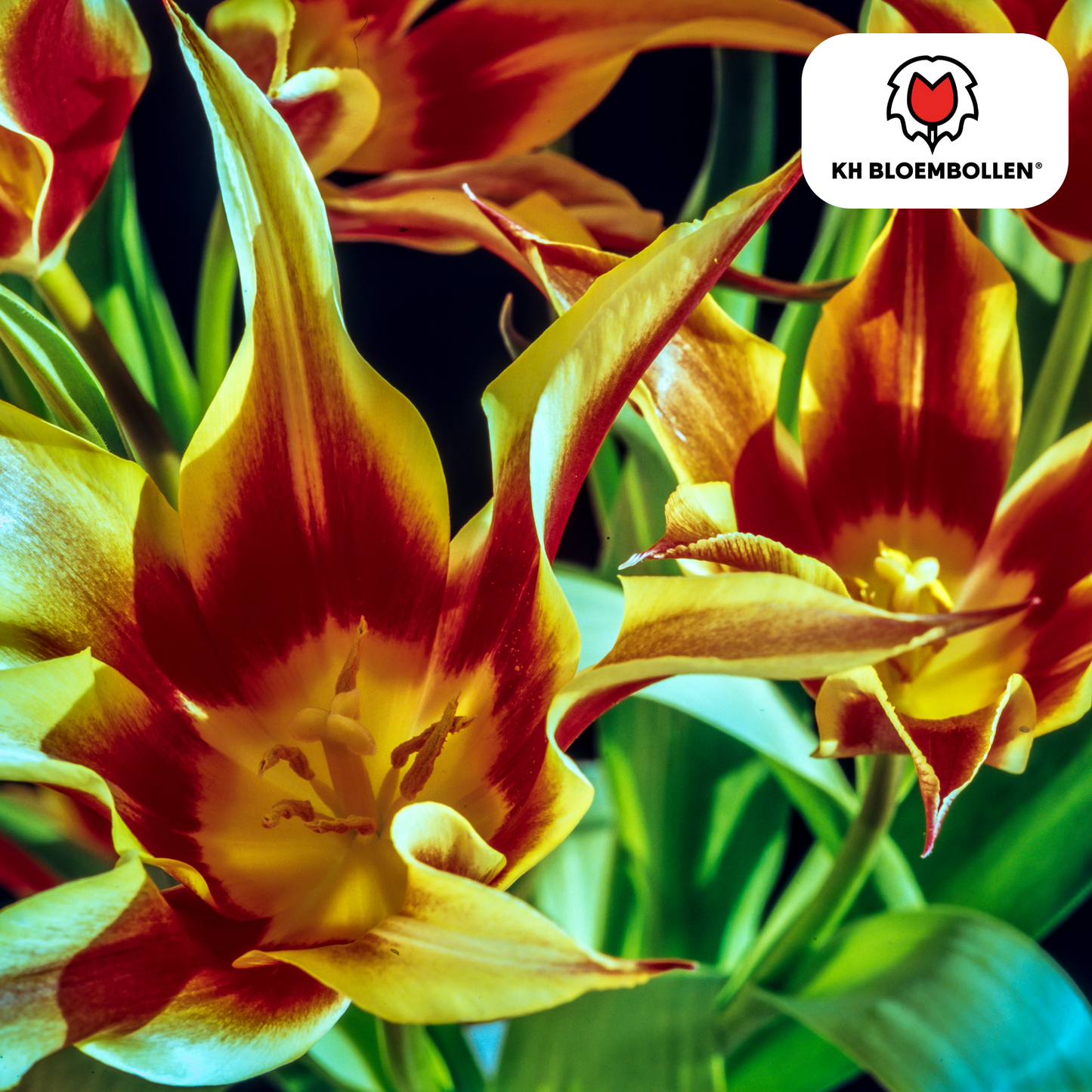 🌷 Tulpenbollen ‘Fire Wings’ – Rood-Geel Gevlamde Tulp (20 Stuks)