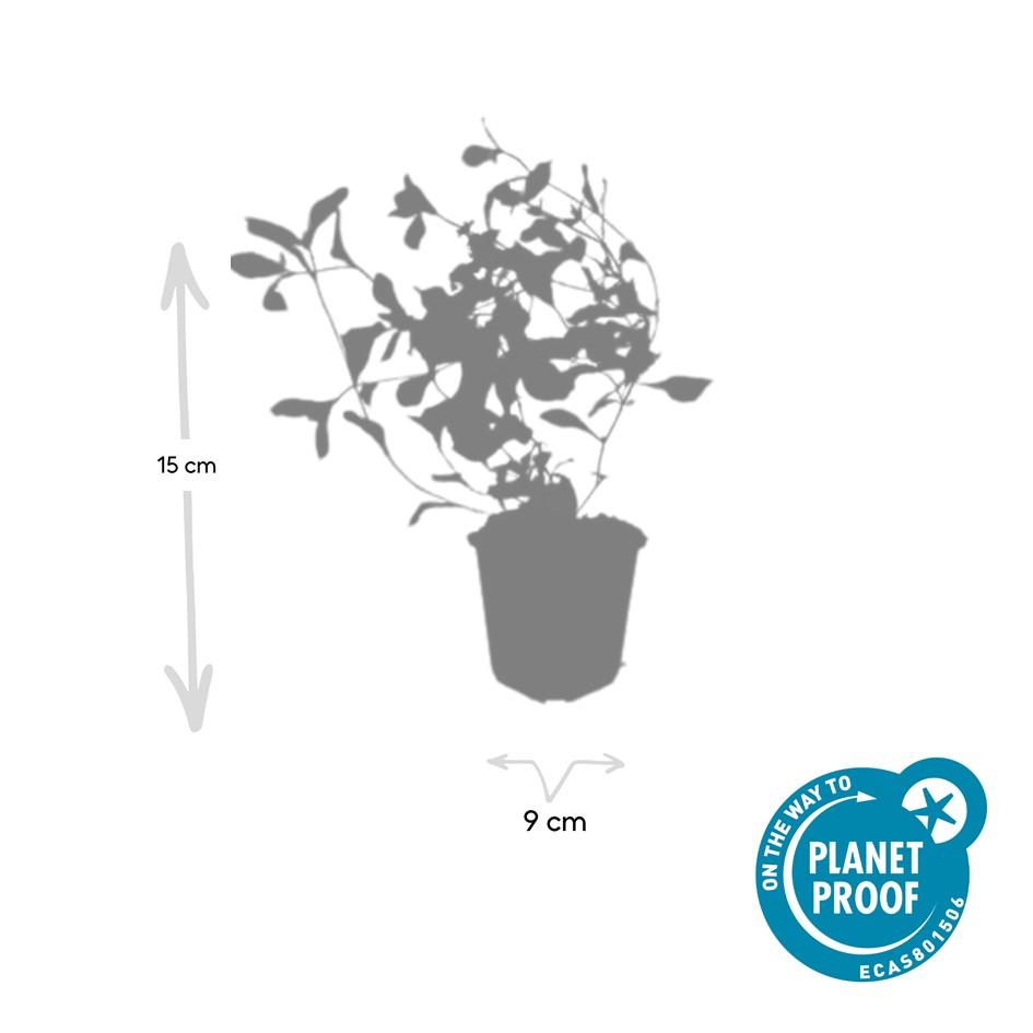 🌿 Ceratostigma plumbaginoides – Winterharde Bodembedekker met Blauwe Bloei (24 stuks)
