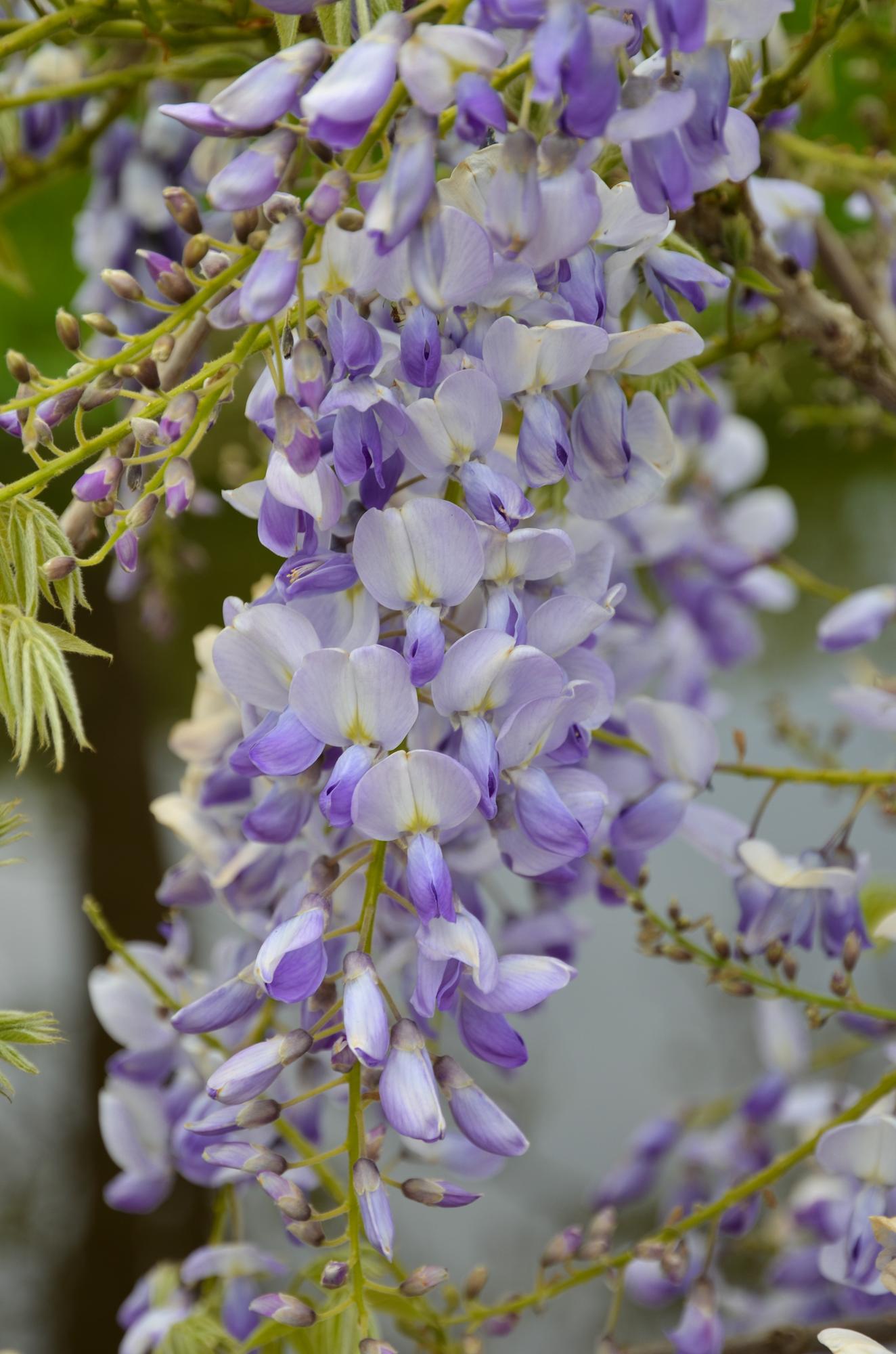 💜 Wisteria sinensis ‘Caroline’ – Blauwe Regen | (2 stuks)