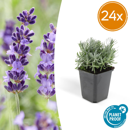 💜 Lavandula angustifolia ‘Hidcote’ – Geurende Lavendel (24 stuks)