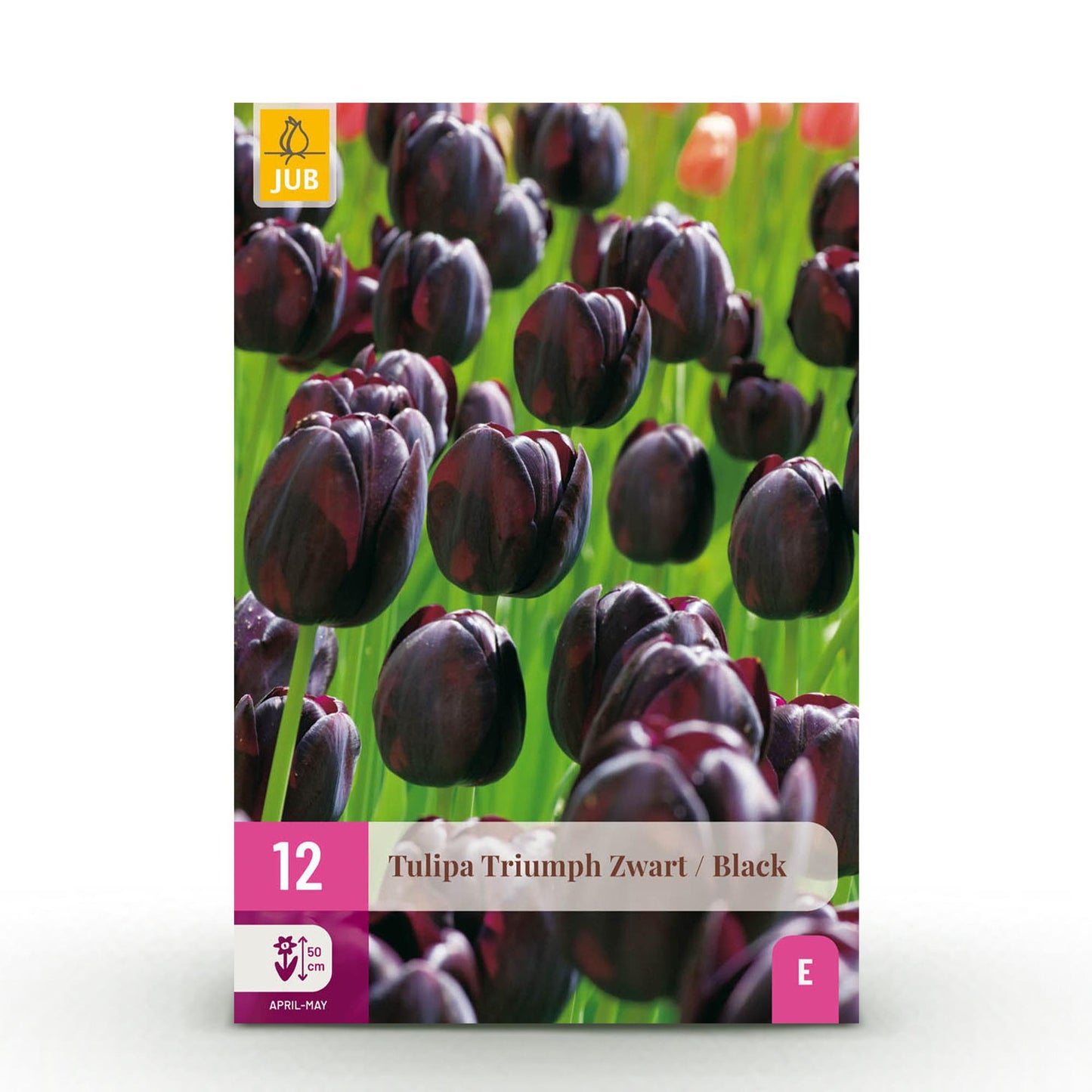🌷 Tulp Triumph Black – Diep Donkerpaarse Tulp (12 stuks)