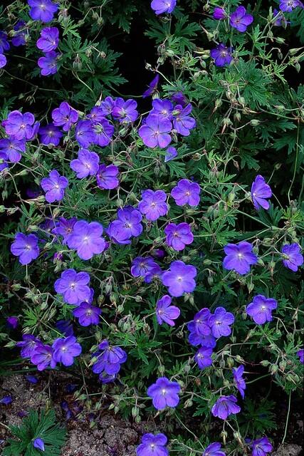 🌸 Geranium ‘Johnson’s Blue’ – Winterharde Bloeiende Bodembedekker (6 stuks)