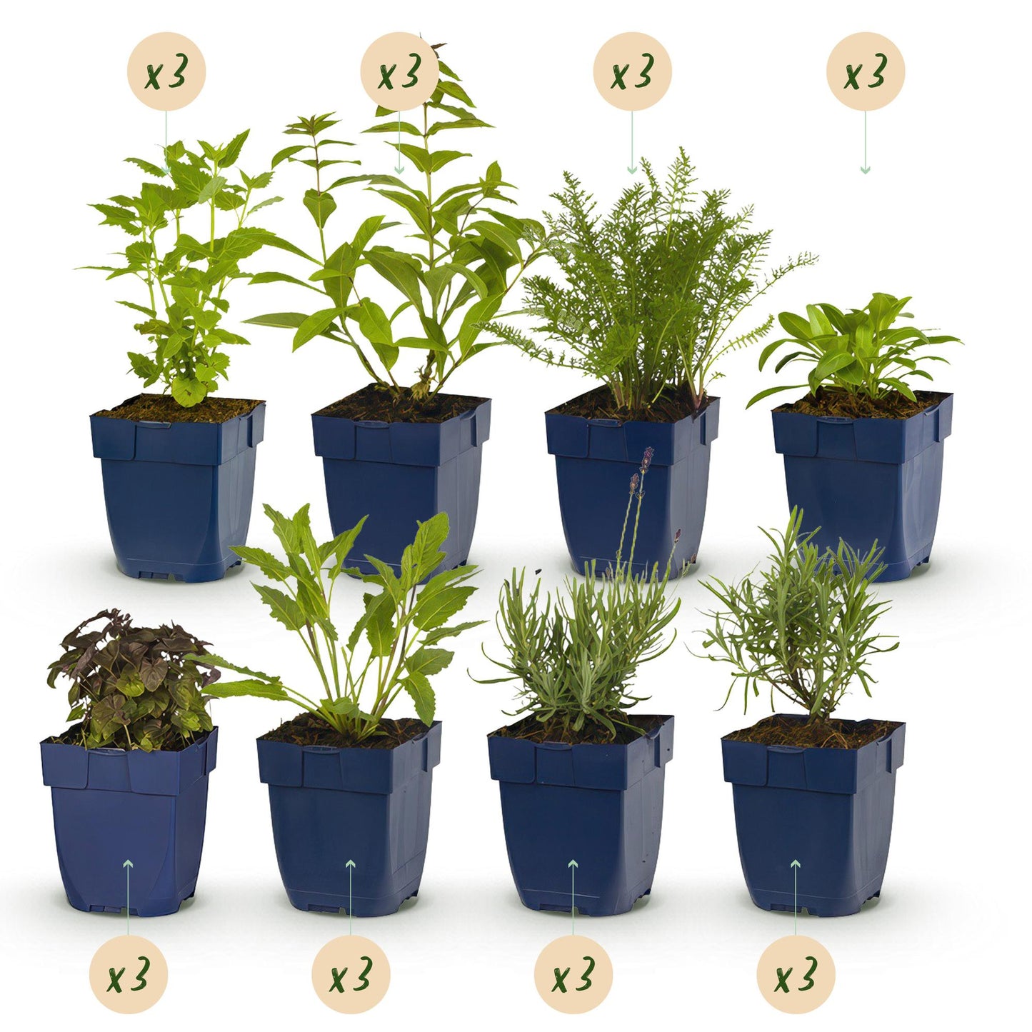 🌸 Borderpakket Geurende Vaste Planten (24 Stuks) – Geschikt voor 3 m²
