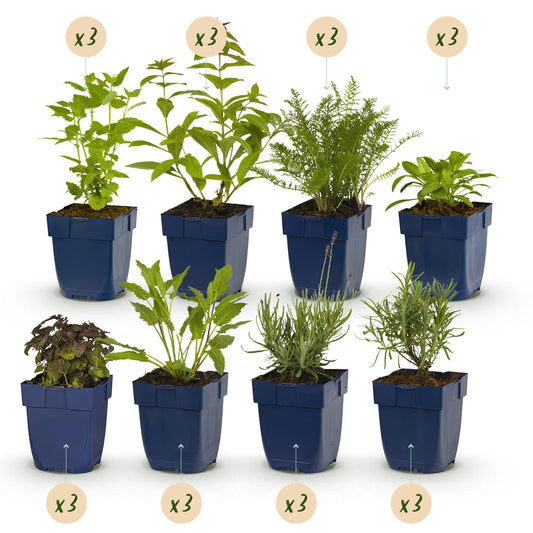 🌸 Borderpakket Geurende Vaste Planten (24 Stuks) – Geschikt voor 3 m²