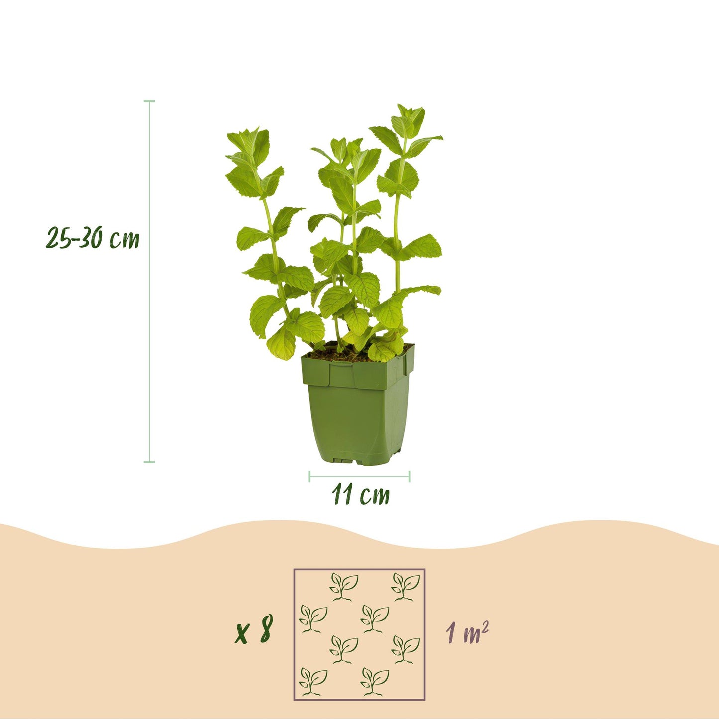🌿 Borderpakket Thee Kruiden (8 Stuks) – Geschikt voor 1 m²