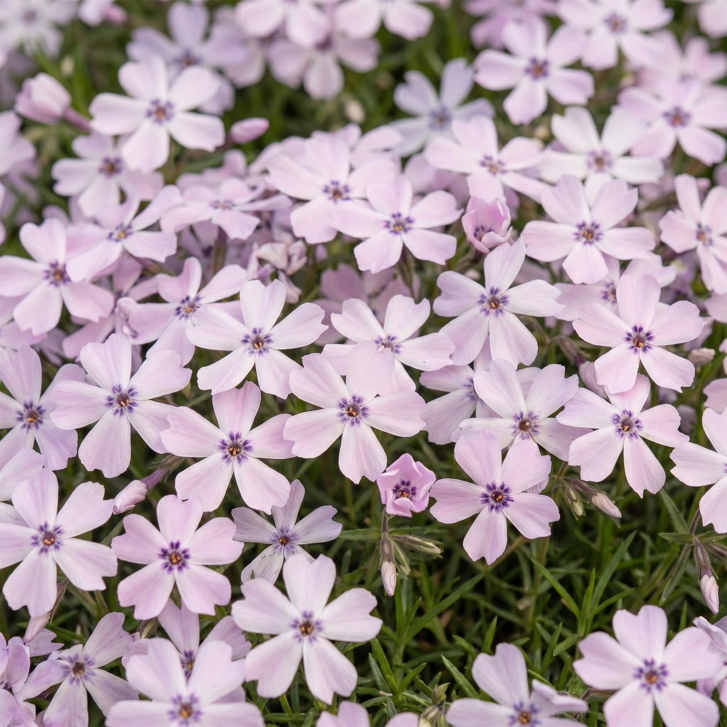 🌿 Phlox subulata 'Benita' – Blauwe Vlambloem | 3 stuks
