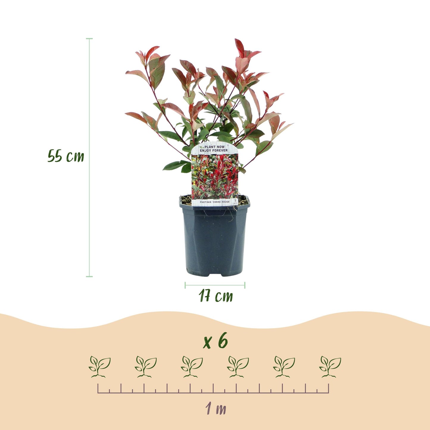 🌿 Photinia fraseri ‘Carré Rouge’ | Haagplant met Rood Blad (6 Stuks)