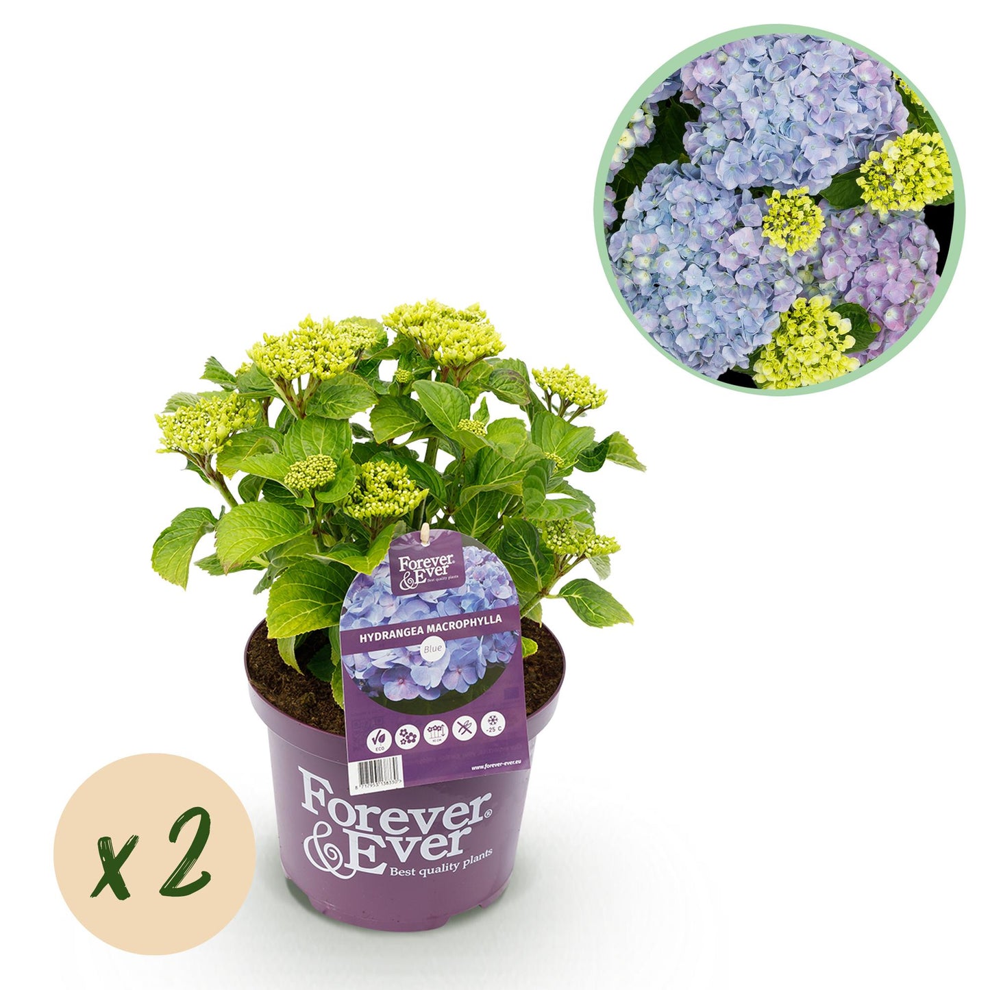 💙 Hydrangea Forever & Ever Blauw – Hortensia | (2 stuks)