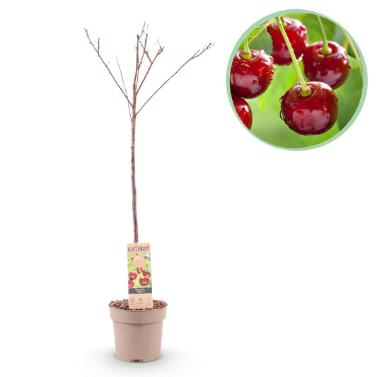 🍒 Prunus avium ‘Regina’ – Kersenboom
