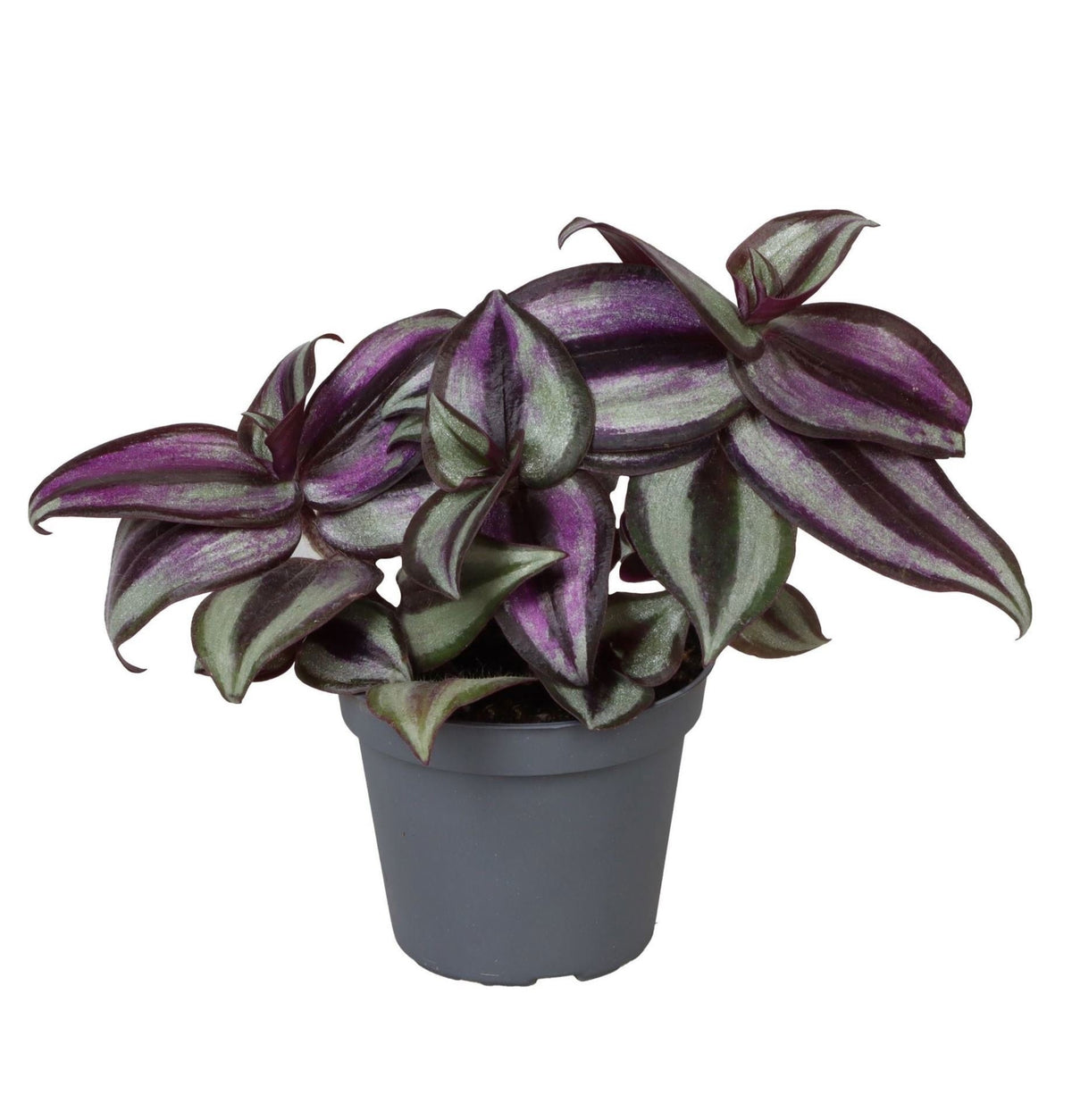 💗 Tradescantia ‘Zebra Pink Joy’ – Paarse kamerplant met zilverroze blad