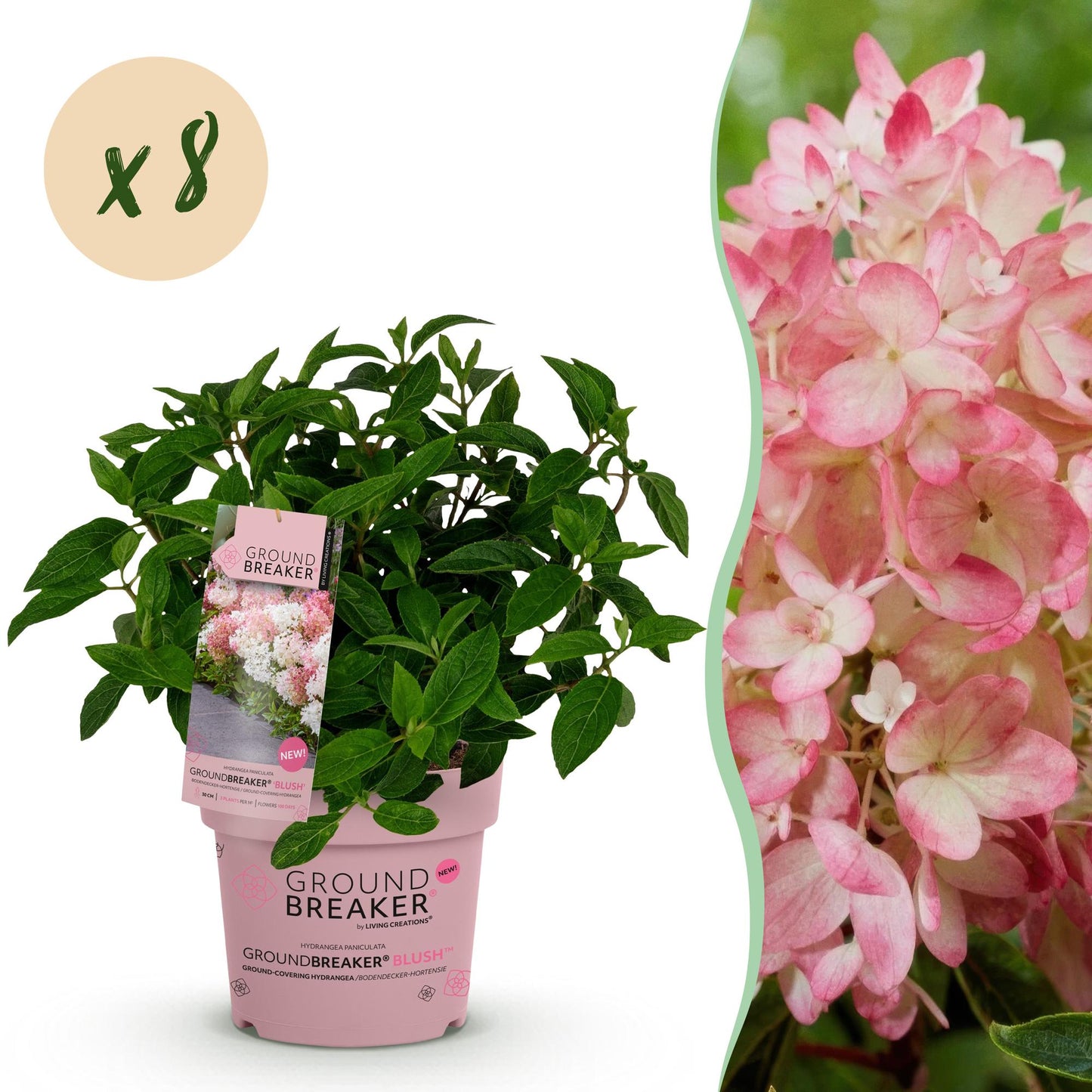 🌸 Hydrangea paniculata 'Groundbreaker Blush' – Pluimhortensia (8 stuks)