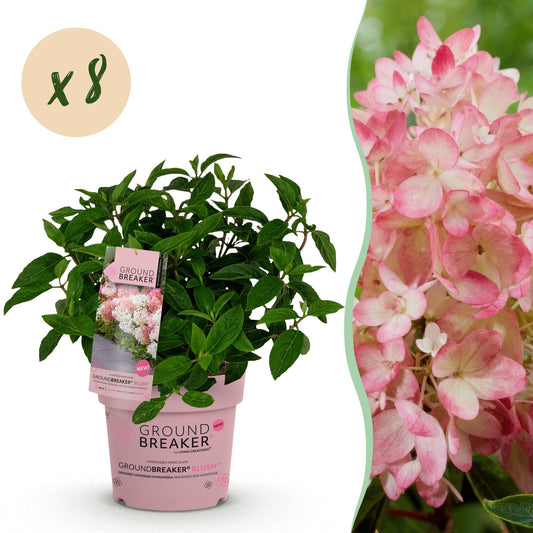 🌸 Hydrangea paniculata 'Groundbreaker Blush' – Pluimhortensia (8 stuks)