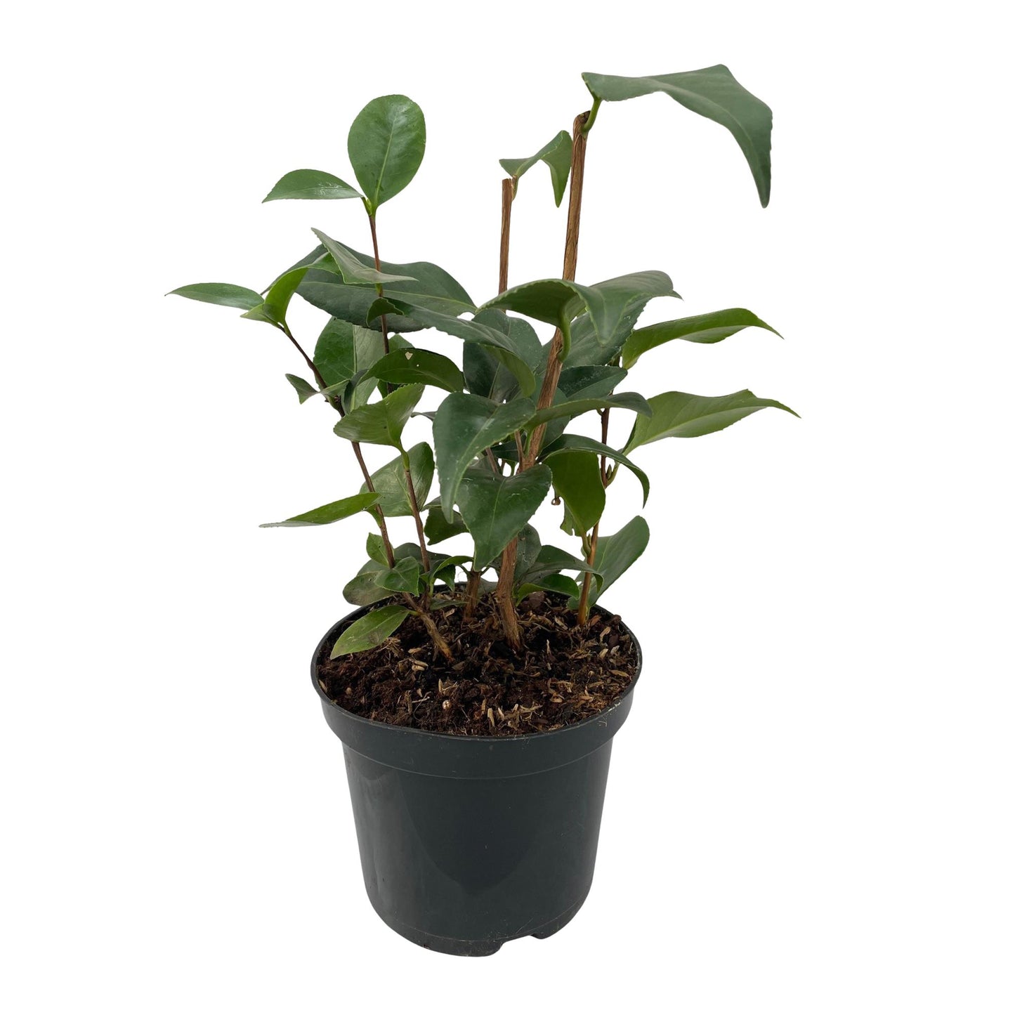 🌸 Camellia japonica ‘Tricolour’ – Camelia (3 Stuks)