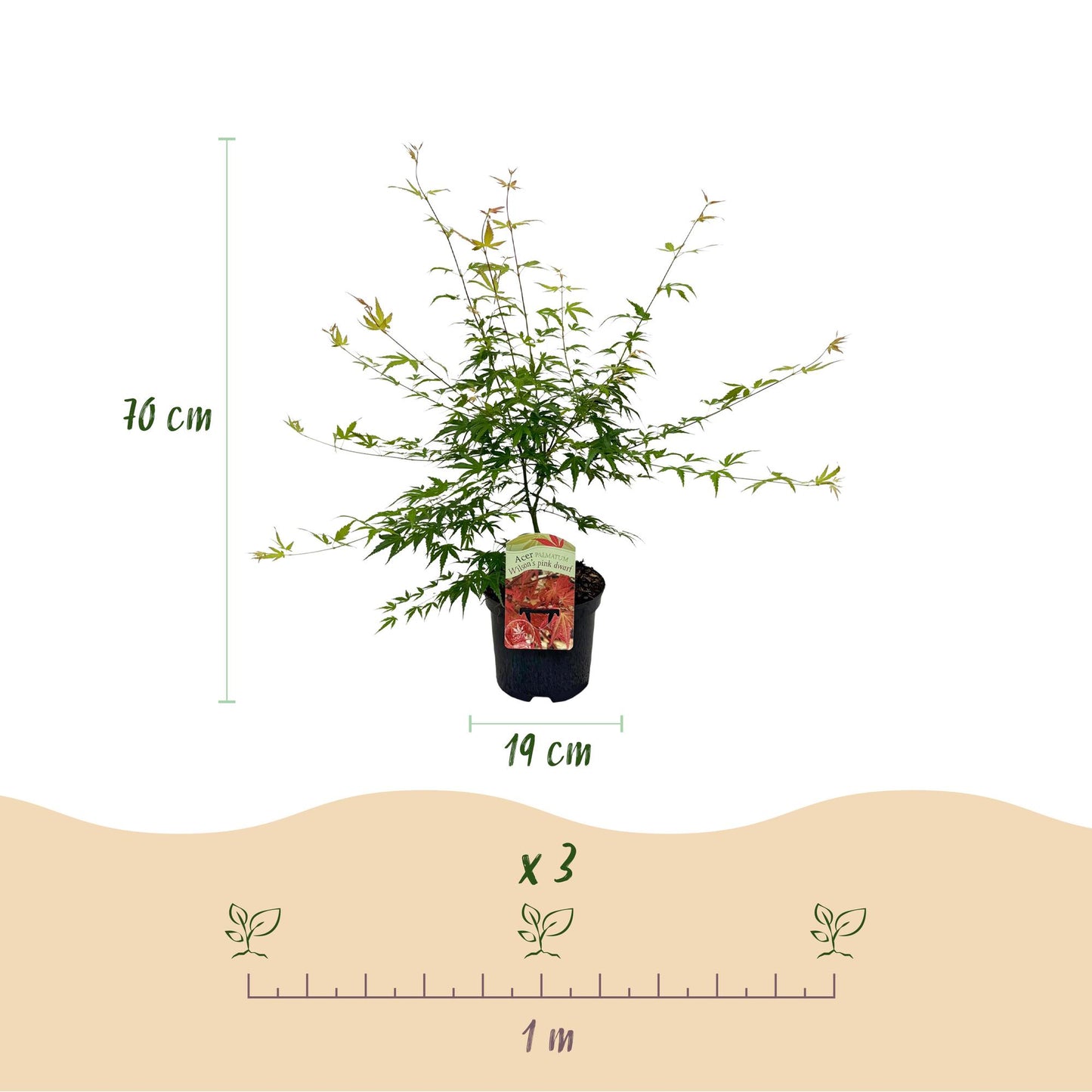 🌳 Acer palmatum ‘Pink Dwarf’ – Japanse Esdoorn (2 Stuks)