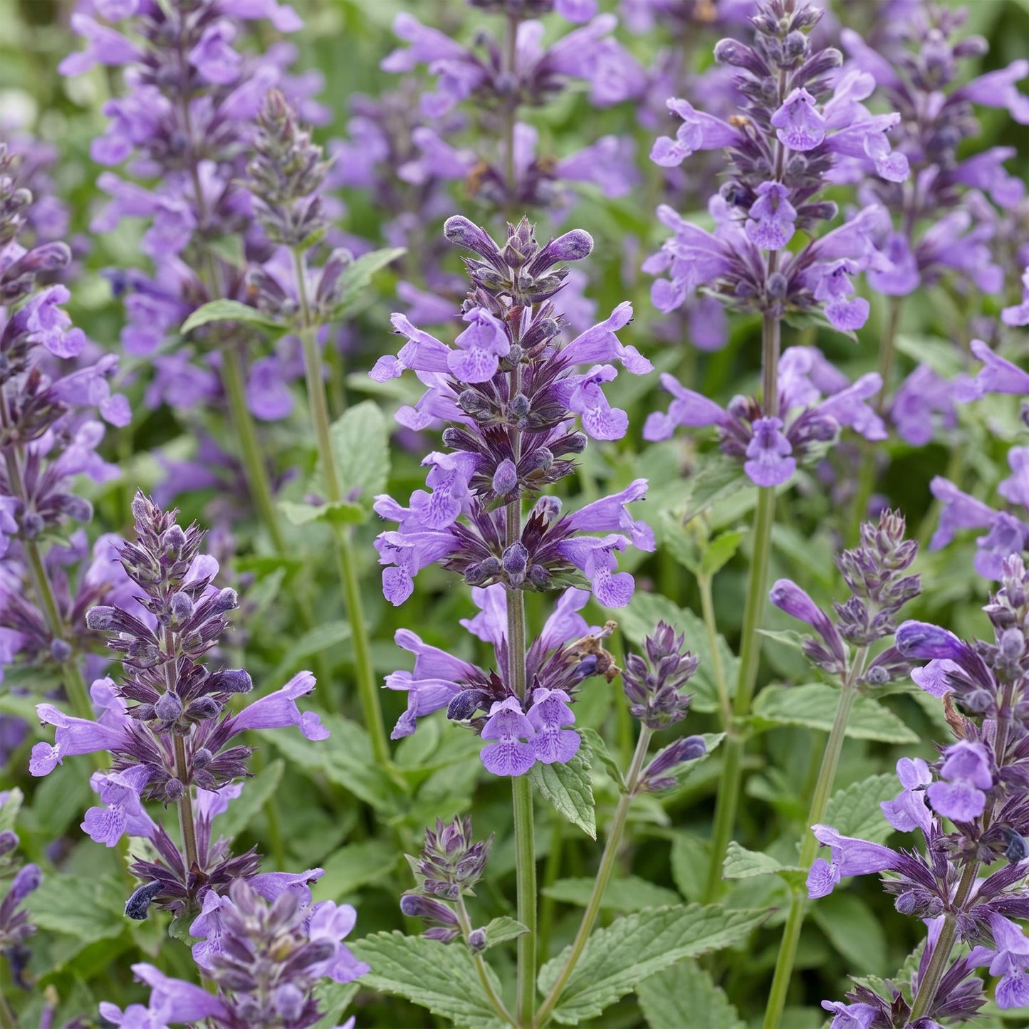 🌿 Nepeta nervosa 'Neptune' – Kattenkruid | 3 stuks
