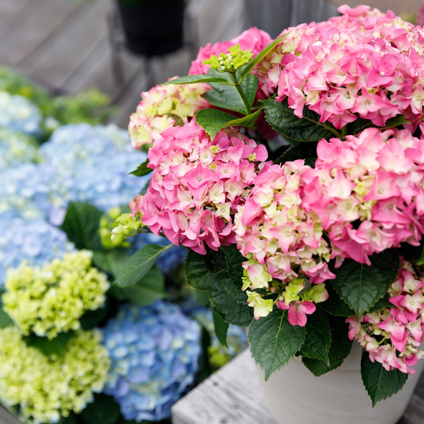 🌸 Hydrangea Forever & Ever Roze – Hortensia | (2 stuks)