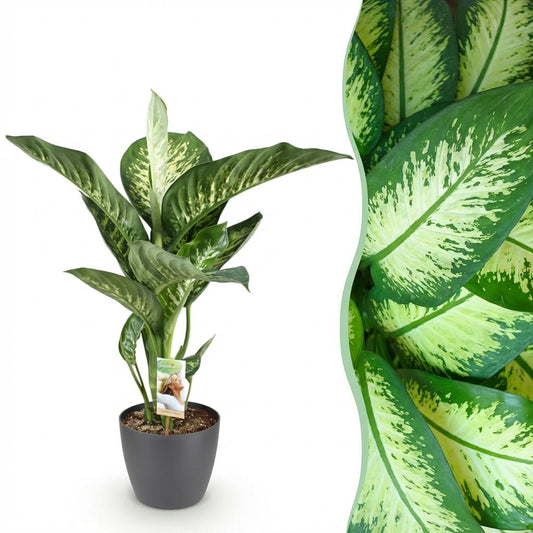🌿 Dieffenbachia ‘Tropic Snow’ – Sterke Groene Kamerplant