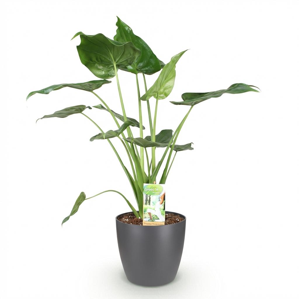 🌿 Alocasia Cucullata | Boeddha’s Hand met Grijze Pot