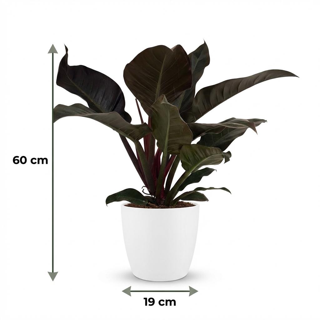 🌿 Philodendron ‘Imperial Red’ | Rode Blikvanger met Witte Pot