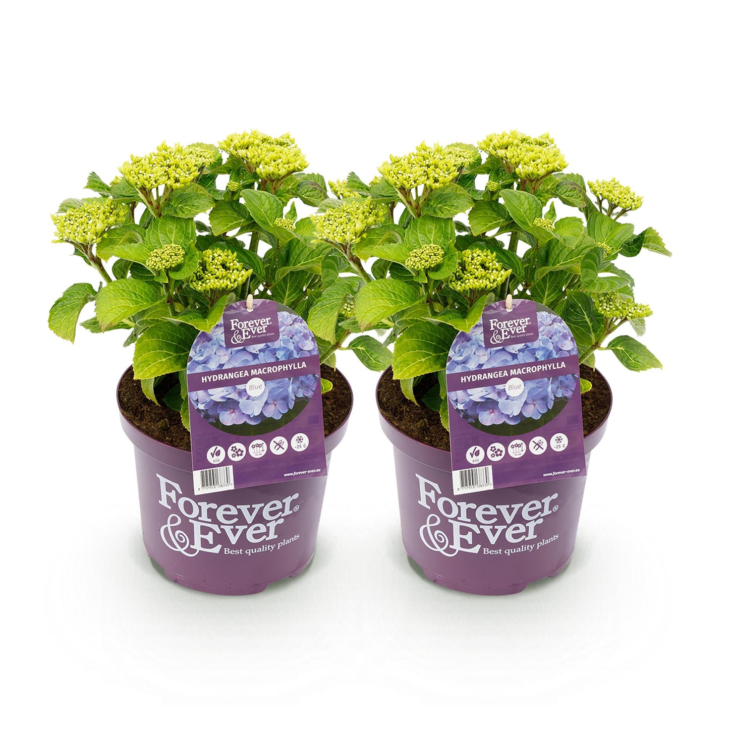 💙 Hydrangea Forever & Ever Blauw – Hortensia | (2 stuks)