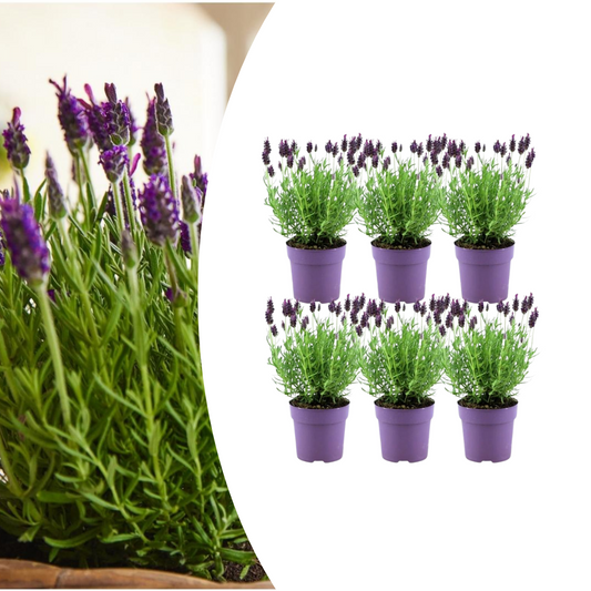 🌸 Lavandula stoechas ‘Anouk®’ – Franse Lavendel (6 stuks)