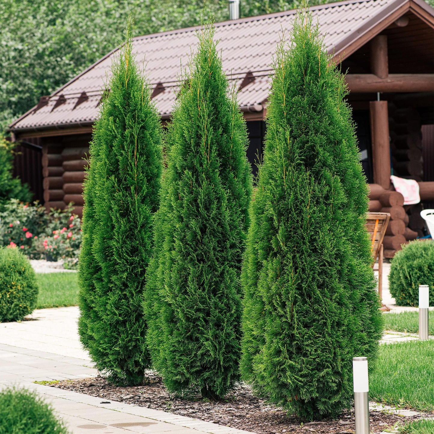 🌿 Thuja occidentalis ‘Smaragd’ | Haagplant (6 Stuks)