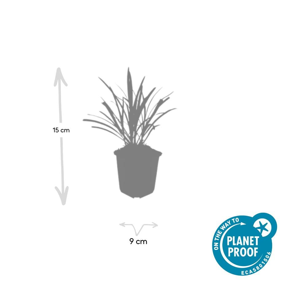 🌿 Liriope ‘Ingwersen’ – Wintergroene Bloeiende Bodembedekker (24 stuks)