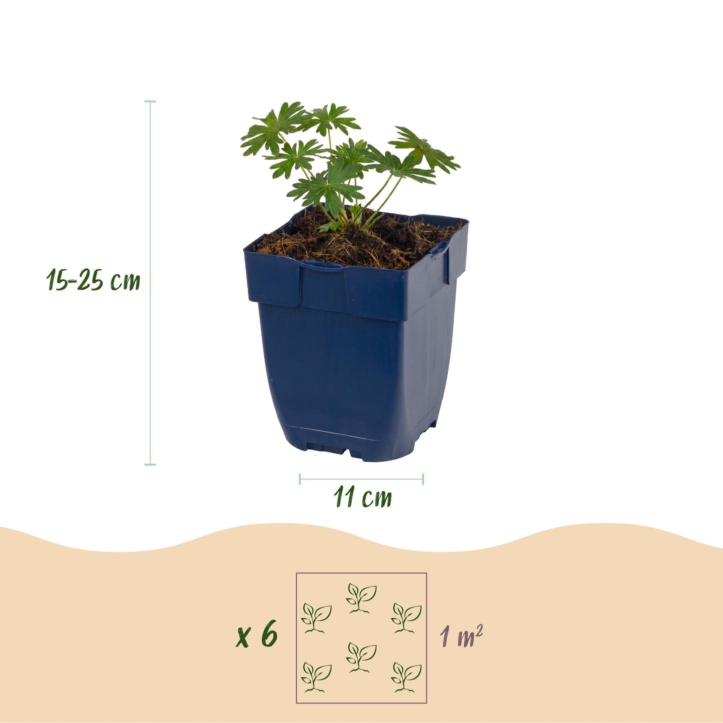 🌿 Geranium sanguineum 'Album' – Witte Ooievaarsbek | 3 stuks