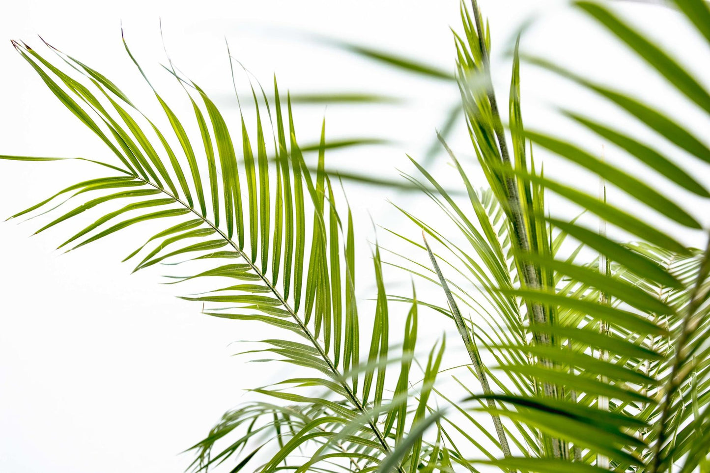 🌴 Phoenix Roebelenii – Elegante Dwergdadelpalm