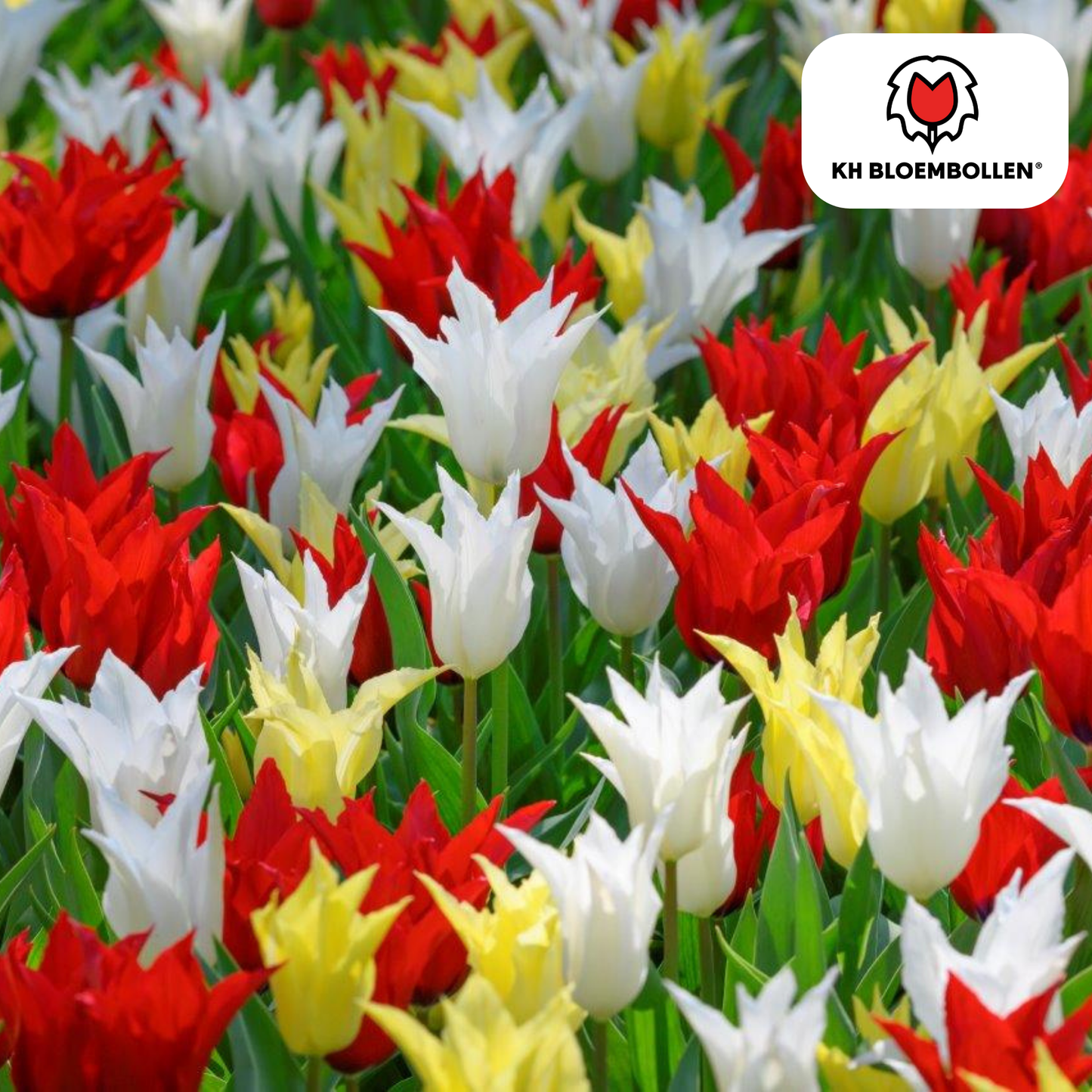 🌷 Tulpenbollen ‘Tres Chic Mix’ – Rood, Geel & Witte Tulpen (20 Stuks)
