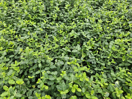 🌿 Euonymus fortunei ‘Minimus’ | Fijne Bodembedekker (48 Stuks)
