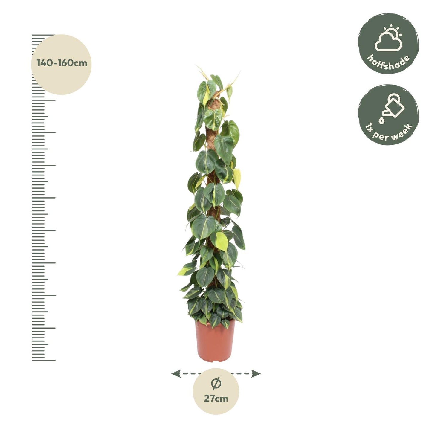 🌿 Philodendron Scandens Brasil | Grote Klimplant met Mosstok