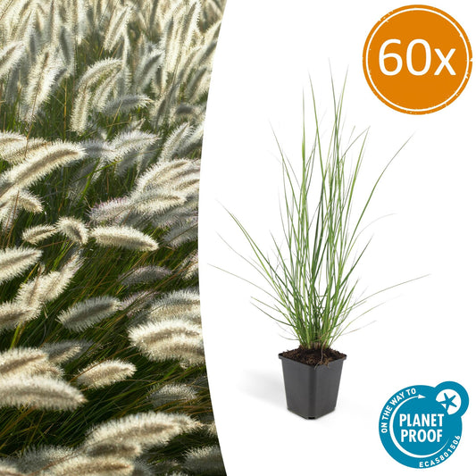 🌾 Pennisetum alopecuroides ‘Hameln’ | Lampenpoetsersgras (60 Stuks)