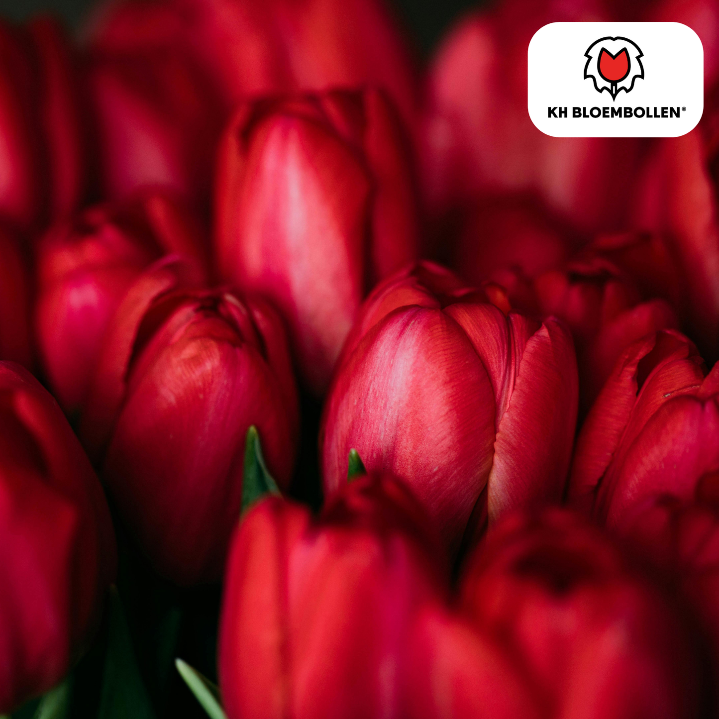 🌷 Tulpenbollen ‘Ile de France’ – Dieprode Tulp (20 Stuks)