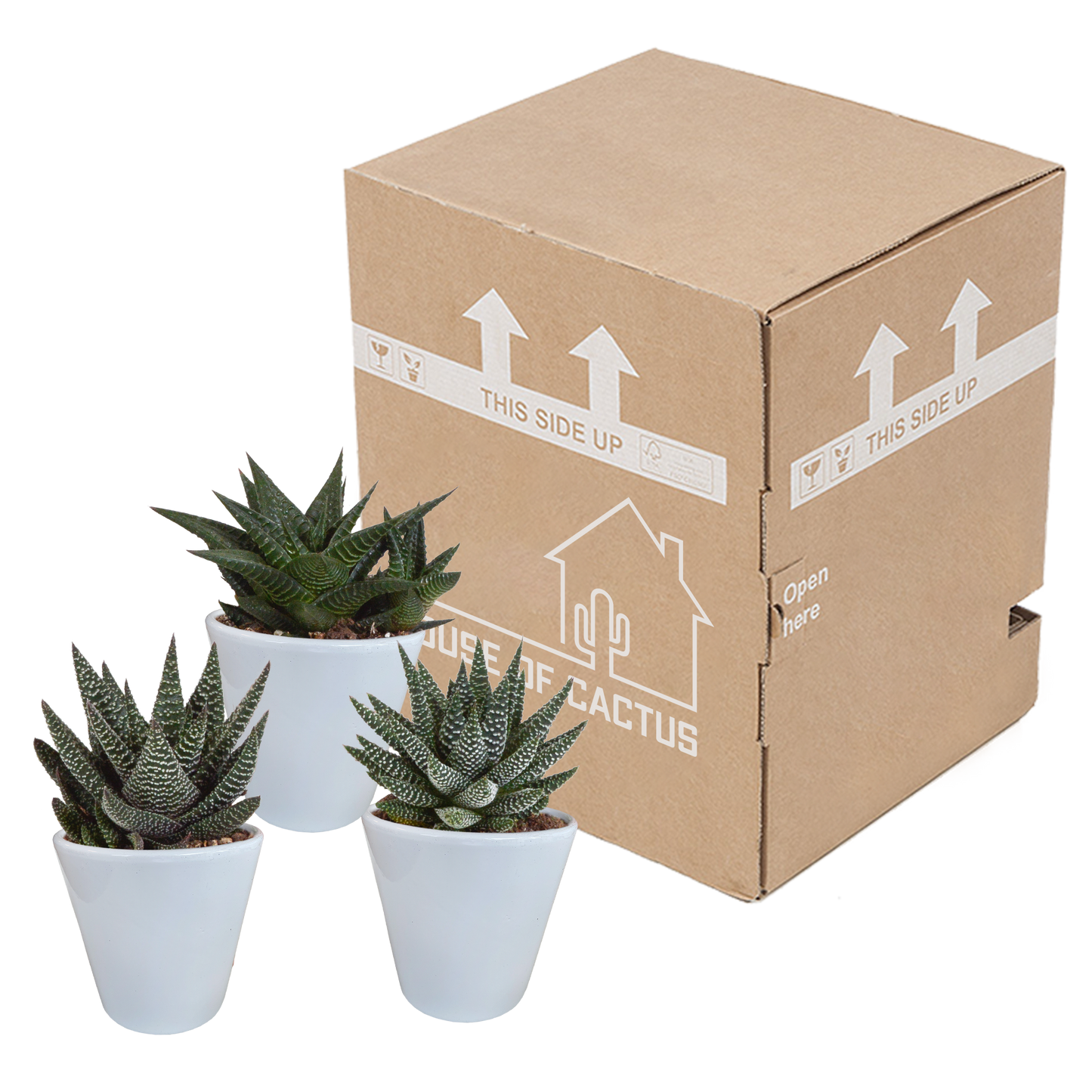 🌵 Gasteria & Haworthia Mix –  In witte pot (3 stuks)